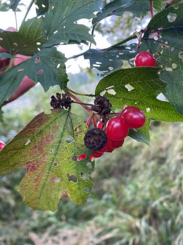 guelder-rose