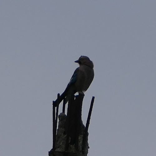 Eurasian Jay