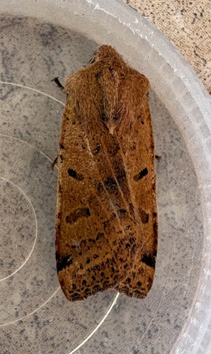 Beaded Chestnut