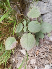 Lamium orvala