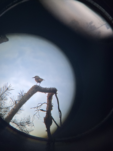 Northern Nutcracker