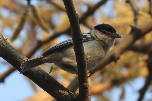 Black-backed Puffback