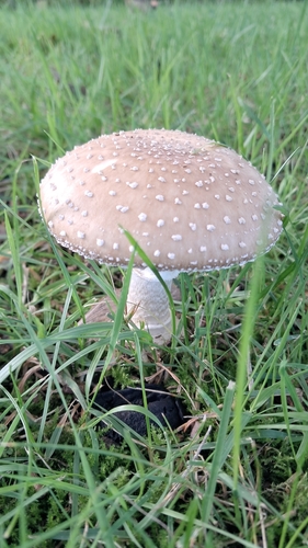 Panthercap