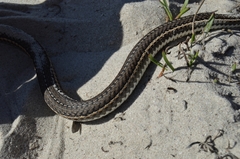 Psammophis leightoni