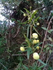 Calceolaria hyssopifolia