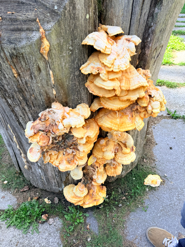 chicken of the woods