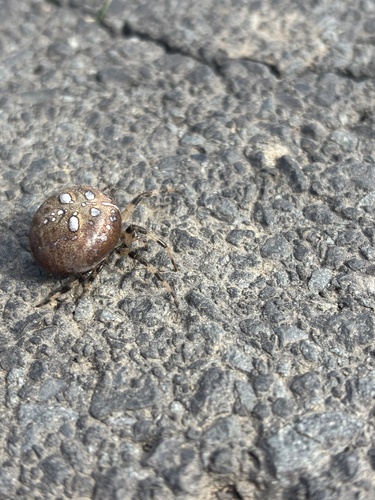 Four-spot Orbweaver