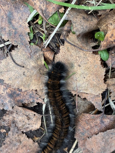 Fox Moth