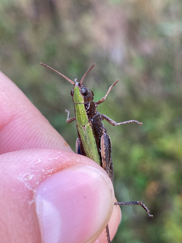 Steppe Grasshopper