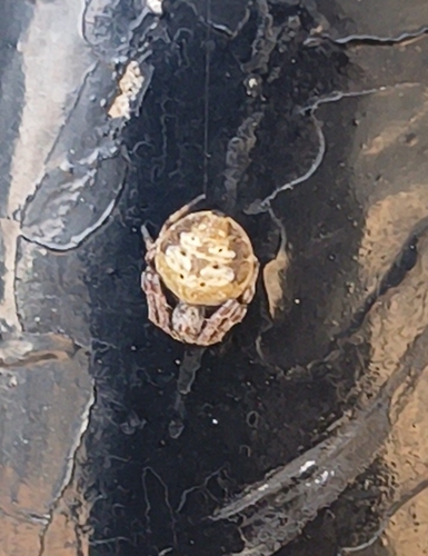 Hump Back Araneid Spider