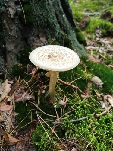 False Death-cap