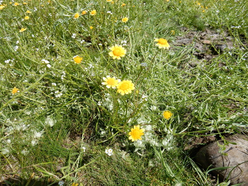 iNaturalist observation photo of low woolly marbles