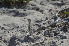 Psammophis leightoni