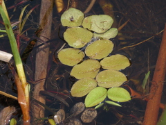 Salvinia molesta, photograph (c) Cael Marquard, some rights reserved (CC BY)