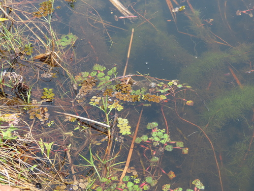 Salvinia molesta