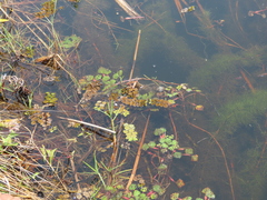 Salvinia molesta