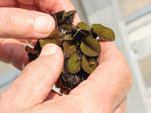 Salvinia molesta, photograph 2