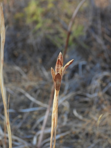 Iris xiphium