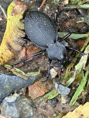 Leather Beetle