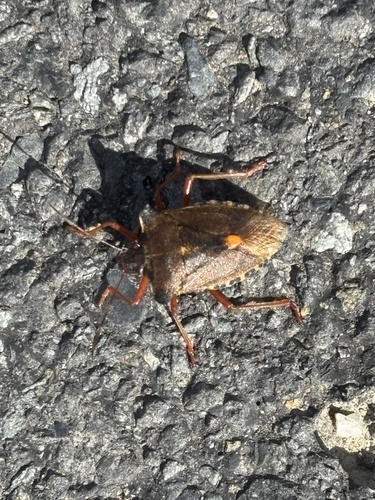 Forest Bug