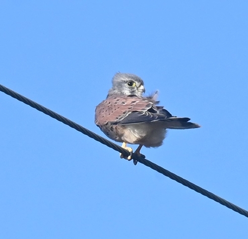 Eurasian Kestrel