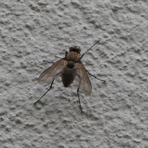 Dexia rustica
