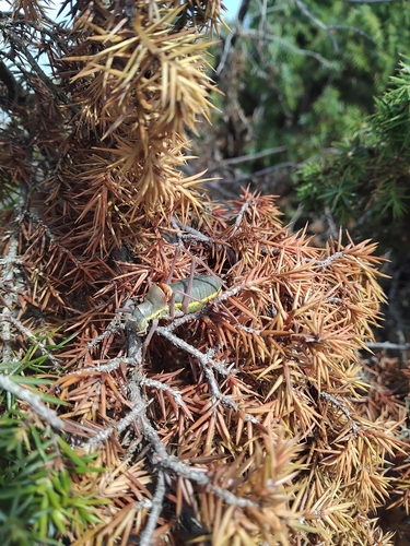 Saddle-backed Bush Cricket