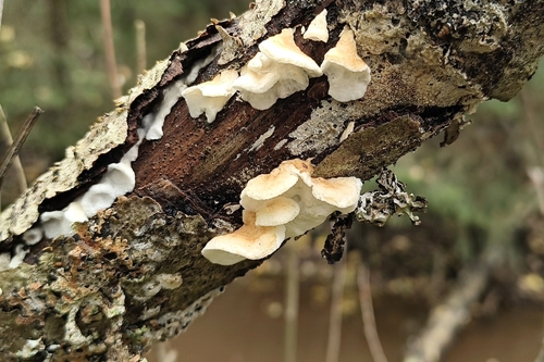 Snow-White Crust