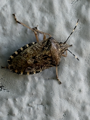 Mottled Stink Bug
