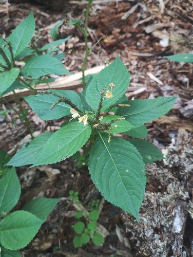 small balsam