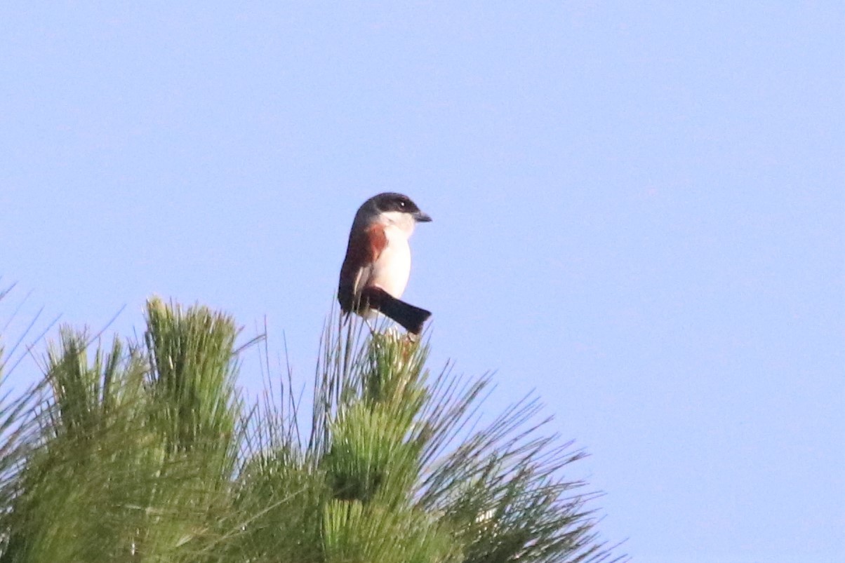Burmese Shrike