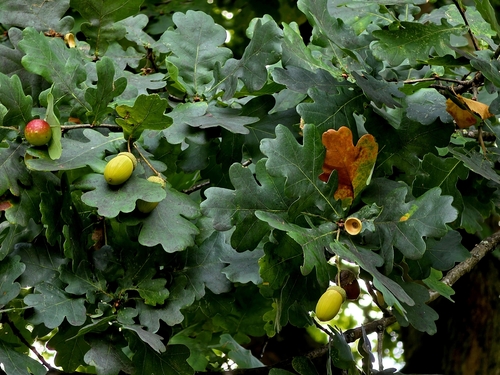 Cherry Gall Wasp