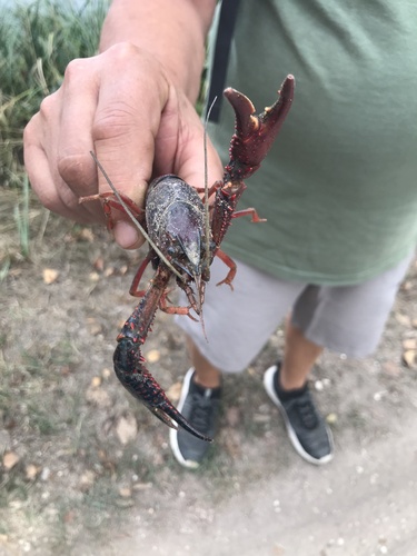 Red Swamp Crayfish