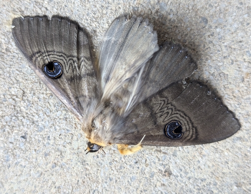 Southern Moon Moth