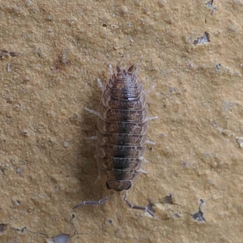 Common Rough Woodlouse