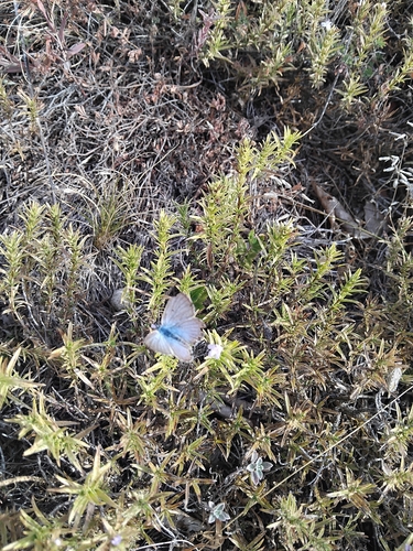 Blue Argus