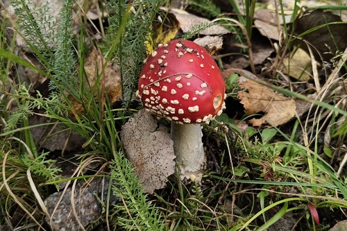 Fly Agaric