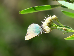 Callophrys dumetorum