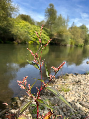 pale smartweed