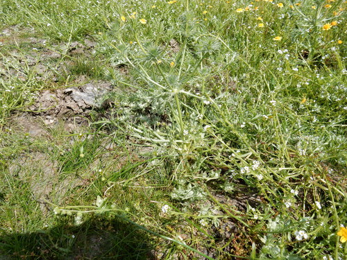 iNaturalist observation photo of Great Valley Coyote-thistle