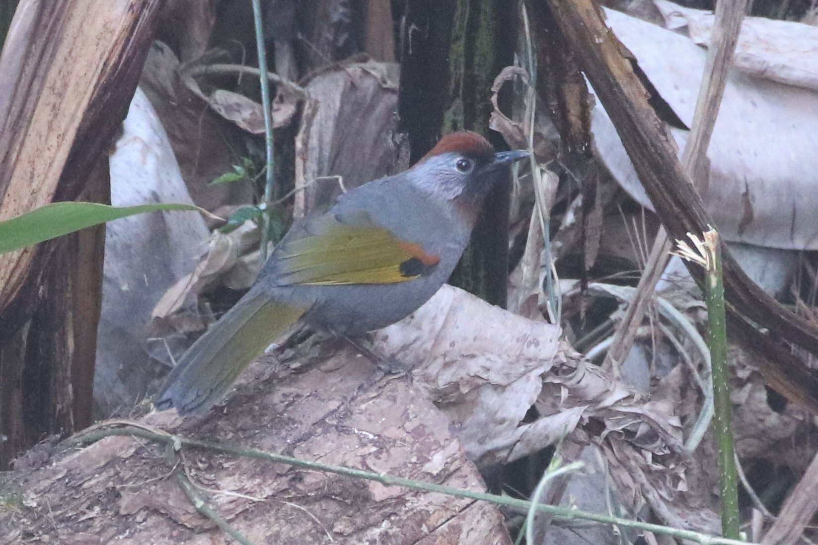 Silver-eared Laughingthrush