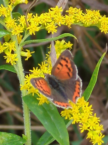 Small Copper