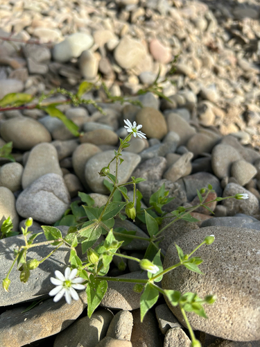 Water Chickweed