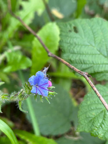 viper's-bugloss