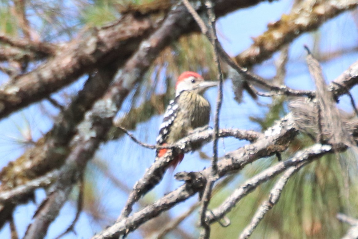 Stripe-breasted Woodpecker