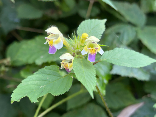 Large-flowered Hemp-nettle