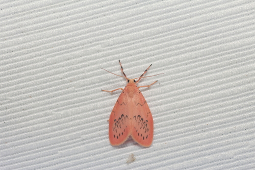 Rosy Footman