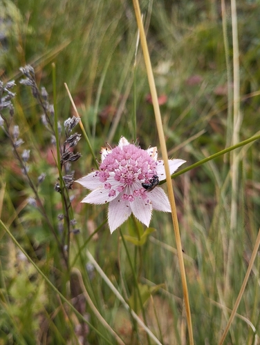 Astrantia maxima, 2026-09-20