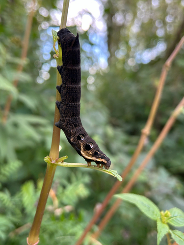 Elephant Hawkmoth