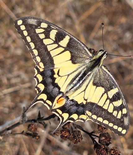 Old World Swallowtail